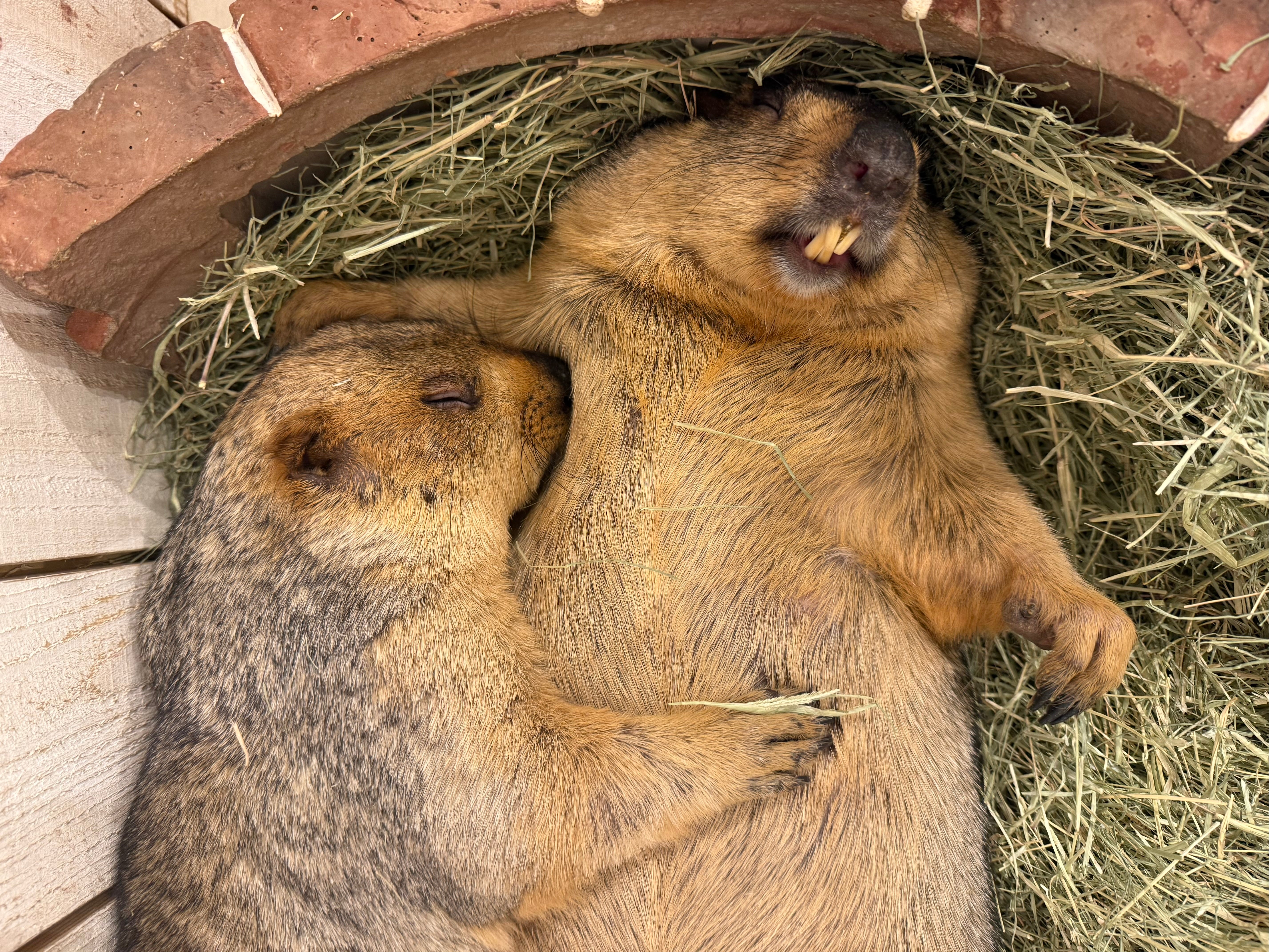 Marmot Cafe 