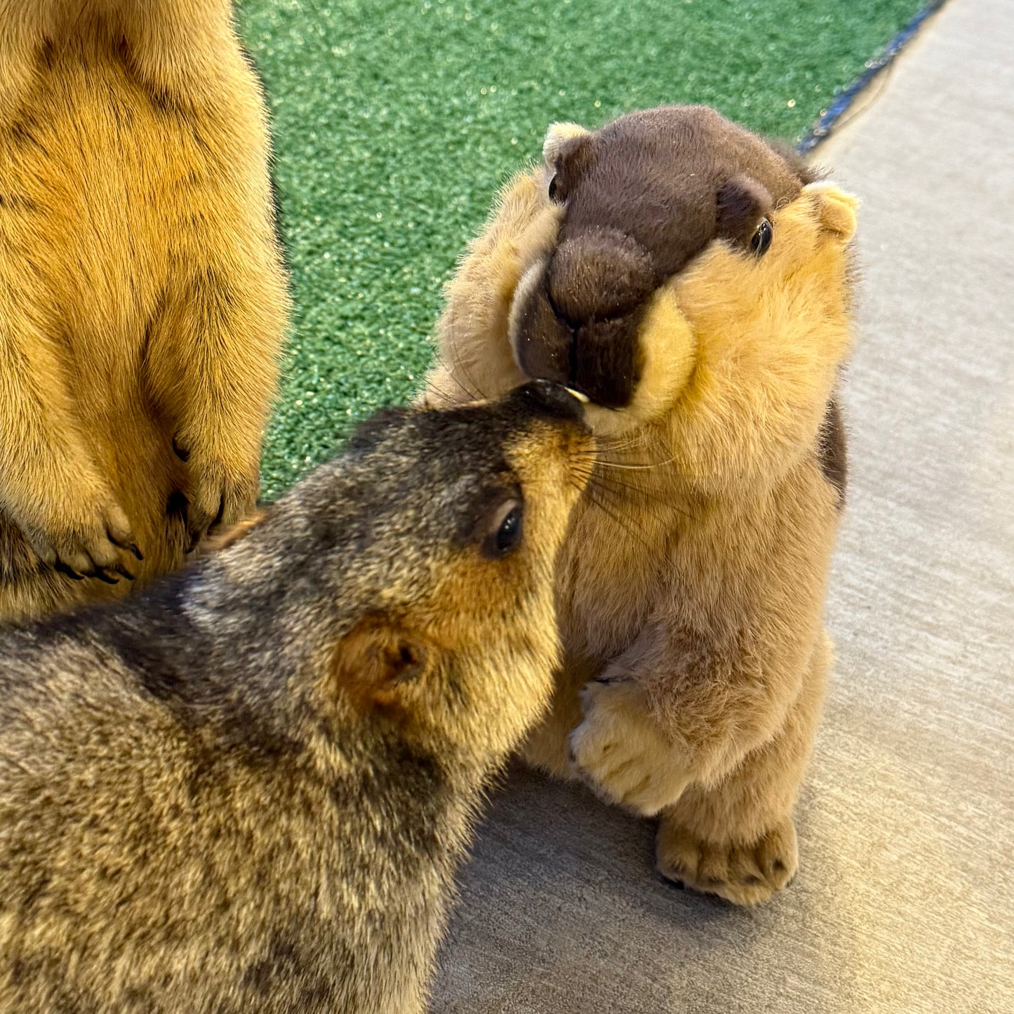 たたずみマーモットぬいぐるみ