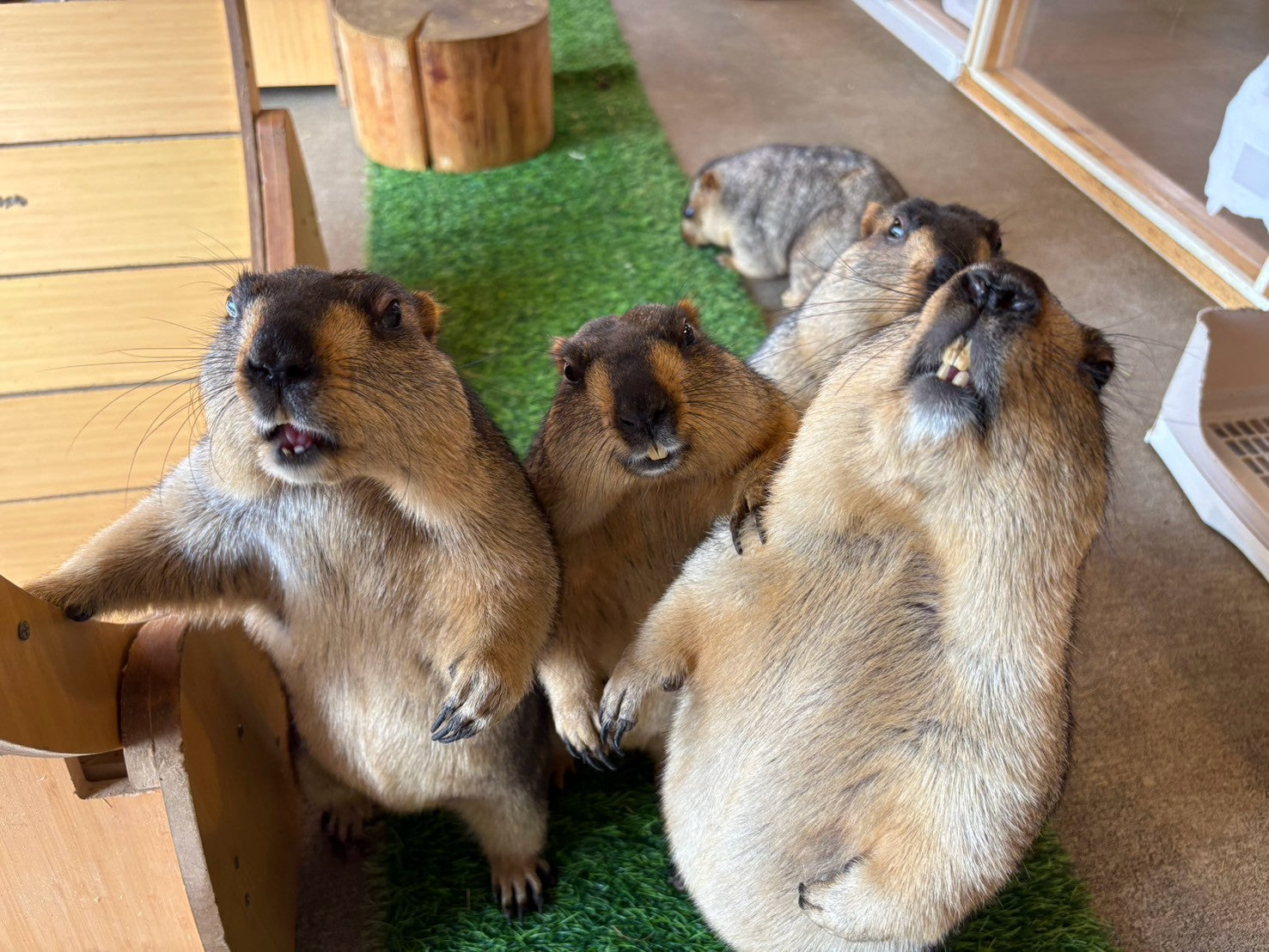Marmot Village Japan | MaMo Terrace, Kichijoji, Tokyo – マーモット村