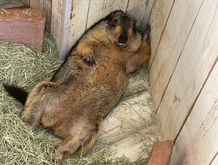 木の壁にもたれてくつろぐマーモット