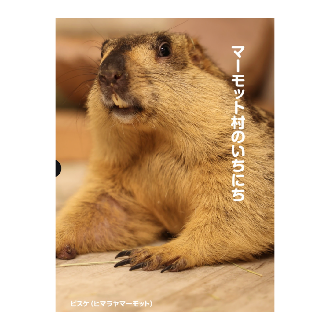 マーモット村のいちにち by マーモットフォト