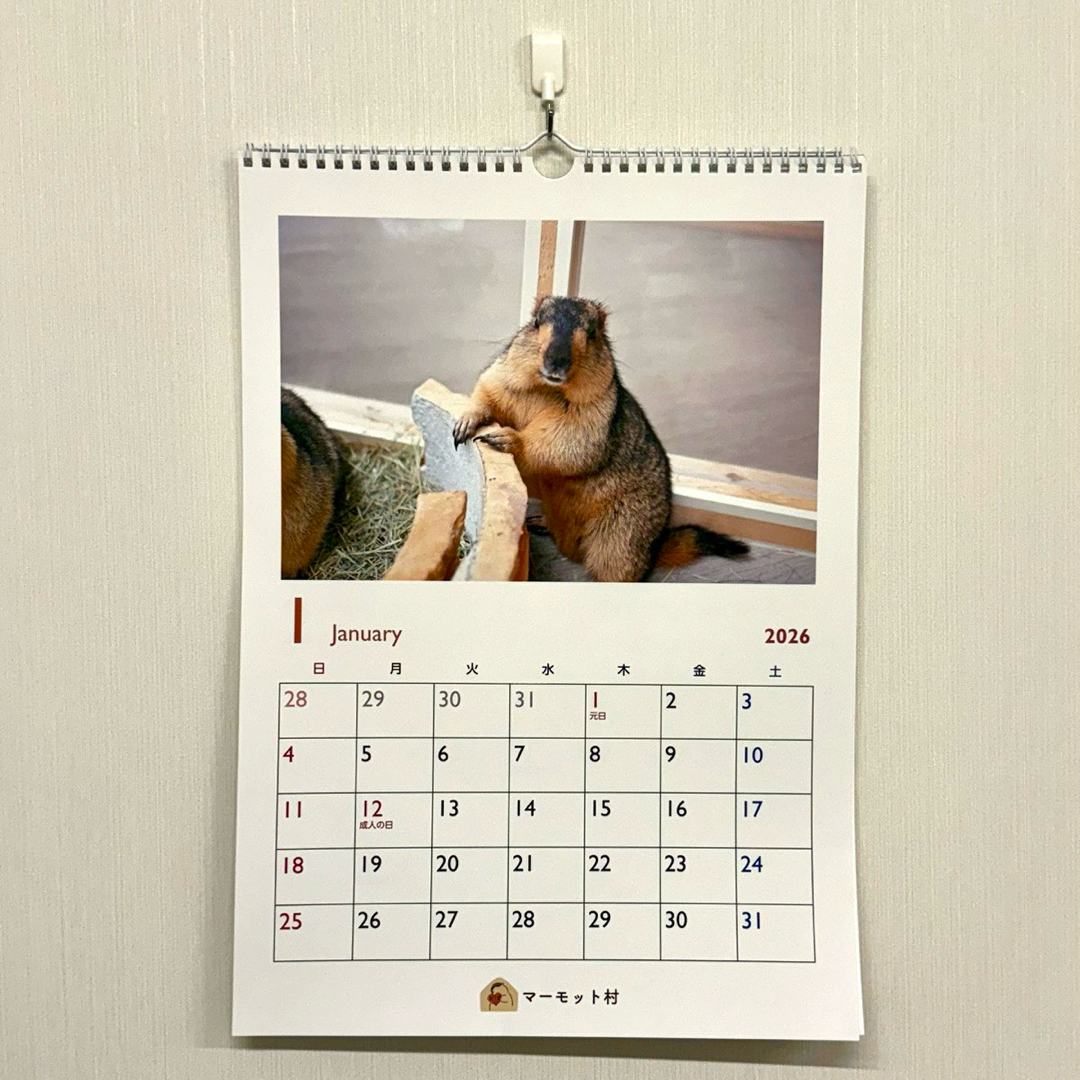 マーモットカレンダー2026（壁掛け）