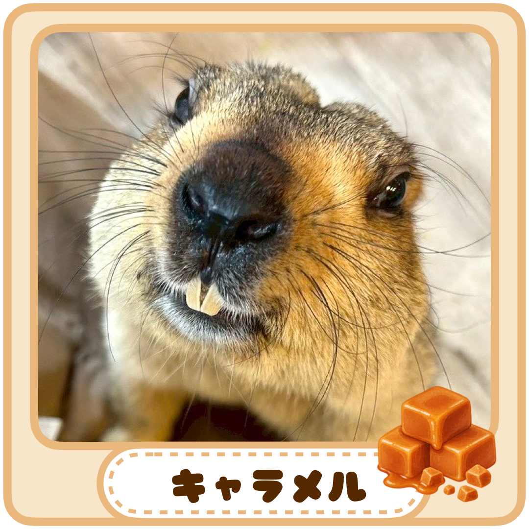 キャラメルのマモマグネット マモテラスver・完成デザイン・4cm角