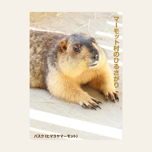 マーモット村の ひるさがり(写真集) by ホト（マーモットフォト）