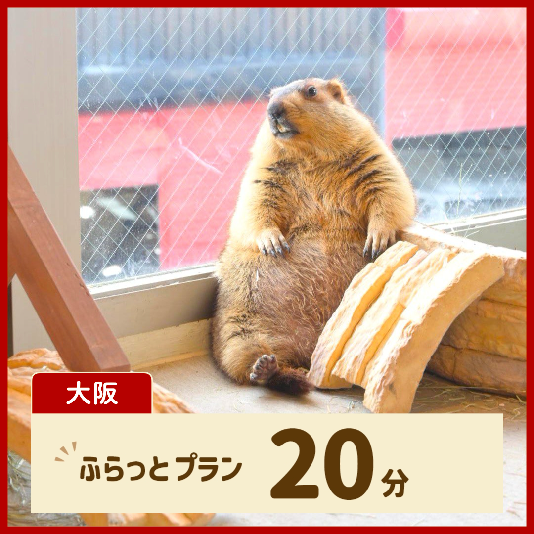 [Osaka] Casual Plan 20 minutes (no drinks or souvenirs)