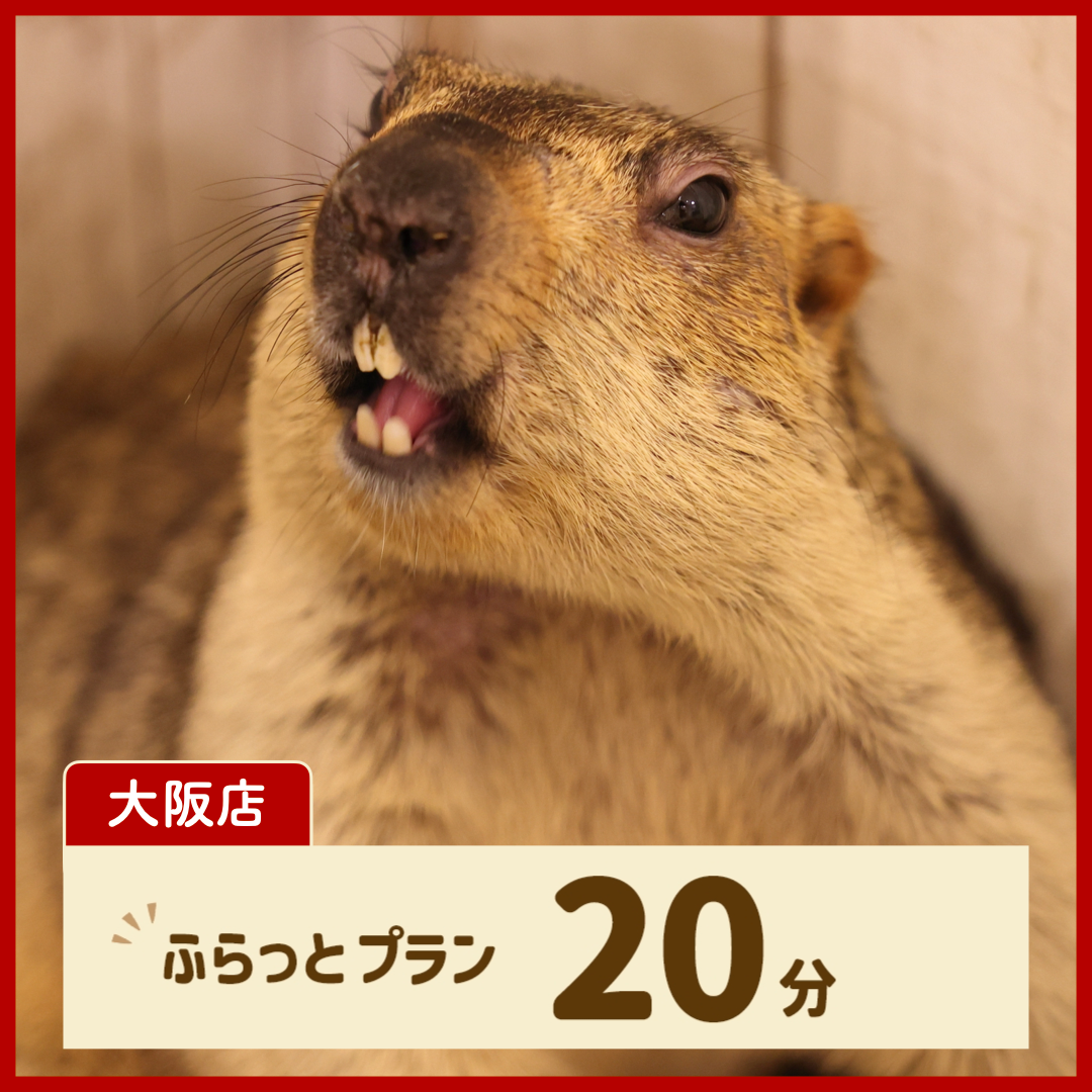 【大阪店】ふらっとプラン 20分（ドリンク・お土産なし）