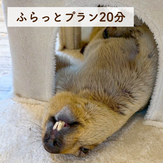 ふらっとプラン 20分（ドリンク・お土産なし）
