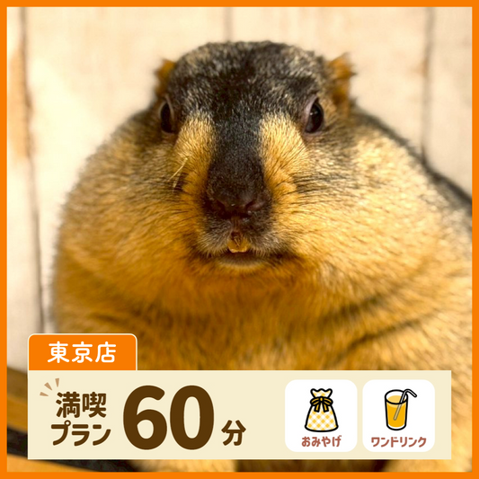 【東京】満喫プラン 60分（ワンドリンク・お土産付き）