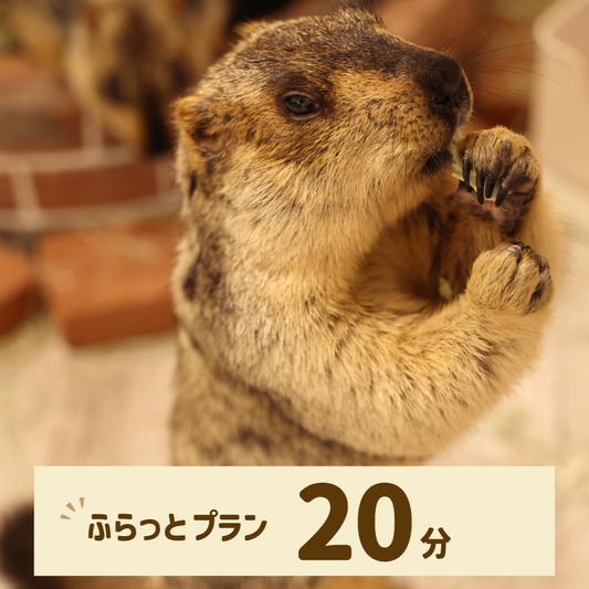 ふらっとプラン 20分（ドリンク・お土産なし）