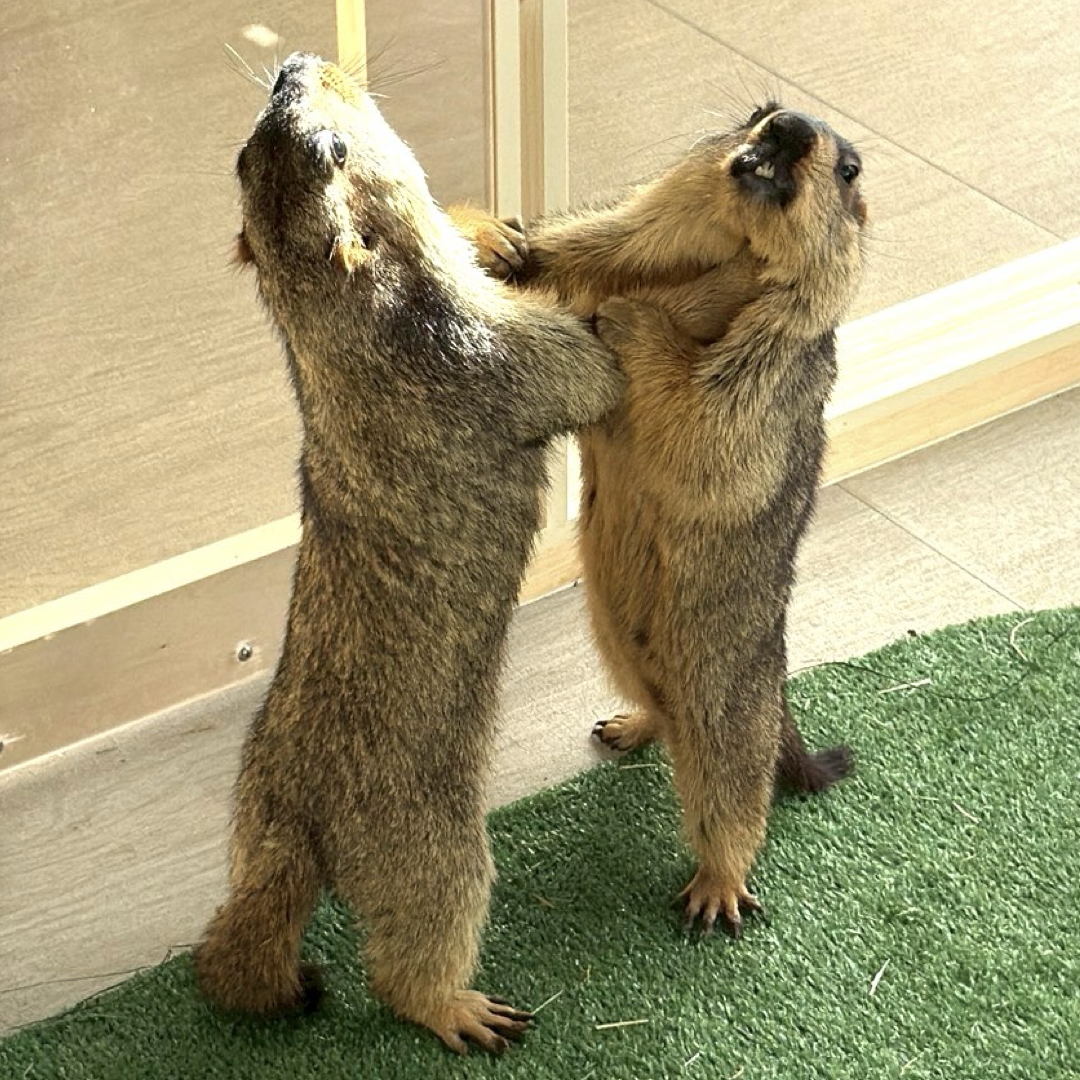 マモ相撲アクリルスタンド